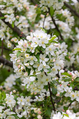 White crab apple flower closeup.