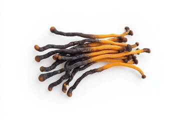 Cordyceps mushroom with orange finger-like stalks and dark brown club heads, isolated on white background, medicinal fungi concept