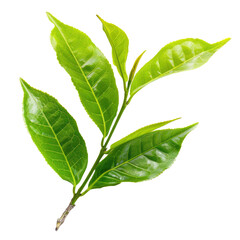 Obraz premium Green tea leaves isolated on a white or transparent background