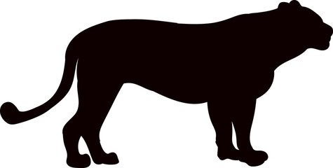 lioness looking silhouette on white background vector