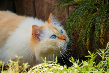 Birman cat with bright blue eyes lurking among plants and watching birds