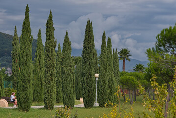 Russia, Sochi. A strict view of the pyramidal poplars in the ornithological park on the Black Sea...