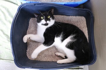 funny black and white shorthair cat lies in the blue litter box and feels comfortable