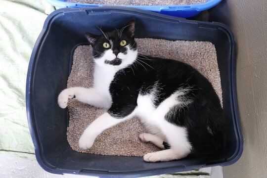 funny black and white shorthair cat lies in the blue litter box and feels comfortable