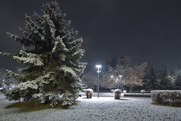 Novokuznetsk, Russia. November 01, 2024. A picturesque view of the sprawling fir trees of the city...
