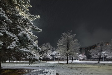Novokuznetsk, Russia. November 01, 2024. A picturesque view of the sprawling fir trees of the city...