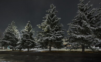 Novokuznetsk, Russia. November 01, 2024. A picturesque view of the sprawling fir trees of the city...