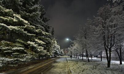 Novokuznetsk, Russia. November 01, 2024. A picturesque view of the sprawling fir trees of the city...