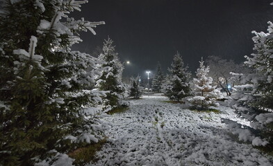 Novokuznetsk, Russia. November 01, 2024. A picturesque view of the sprawling fir trees of the city...