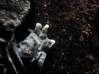 Eastern Hellbender Cryptobrancus Alleganiensis underwater