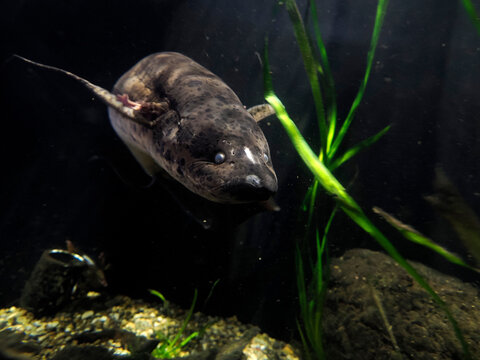 West african lungfish Protopterus annectens underwater portrait