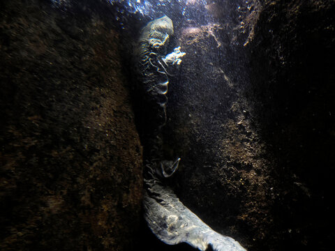 Eastern Hellbender Cryptobrancus Alleganiensis underwater