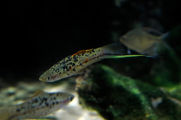Mexican Swordtail fish Xiphophorus montezumae