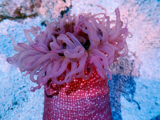 Macrodactyla Doreensis pink anemone underwater © Andrea Izzotti