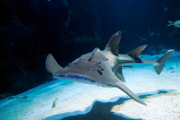Sand shark underwater coming to you
