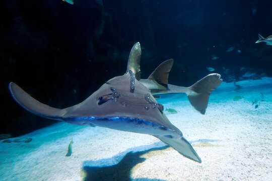 Sand shark underwater coming to you