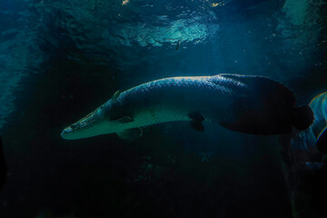 Arapaima underwater Arapiama gigas fish portrait