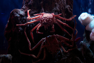 deep sea carrier crab underwater