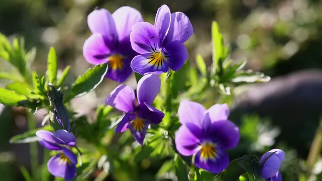 Cluster of vibrant purple pansy flowers with yellow centers, illuminated by sunlight and surrounded by lush green foliage, capturing the essence of a bright spring day