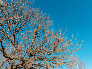 Spring landscape in the park, trees without leaves, blue sky and branches