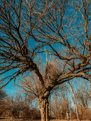 Spring landscape in the park, trees without leaves, blue sky and branches