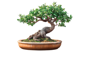 Fototapeta premium A small bonsai tree in a ceramic pot on a transparent background.