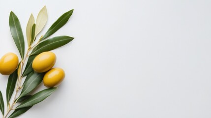 fresh green olive branch with olives on white background