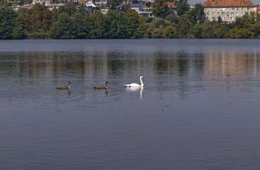 Trees on the bank of a water reservoir. Swan family floating on water surface. Water reservoir with swans and trees on the shore.