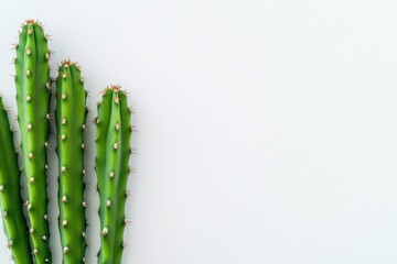 Naklejka premium green cactus stems on a white background with copy space