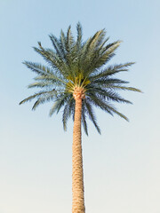 the perfect palm-tree in front of the blue sky