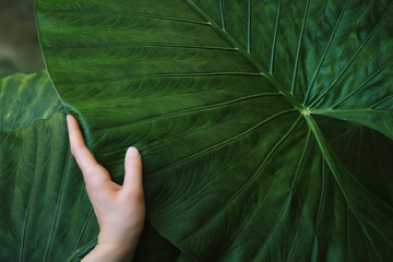 woman hand holding leaf