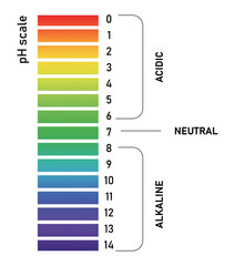 Vertical pH scale for measuring acid alkaline balance. Chemical value test PNG and Vector 