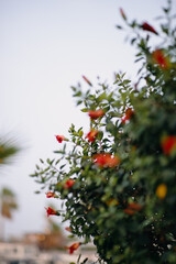 the hibiscus flowers 