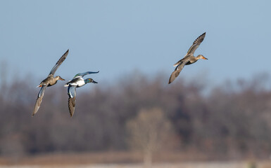 Northern shovelers in flight against a blue sky.