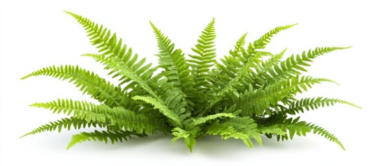 Naklejka premium lush green fern plant isolated on white background