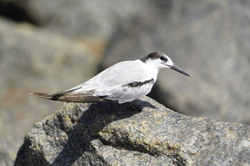The white-fronted tern (Sterna striata), also known as tara, sea swallow,black-billed tern, kahawai bird, southern tern, or swallow tail, was first described by Johann Friedrich Gmelin in 1789. Brazil