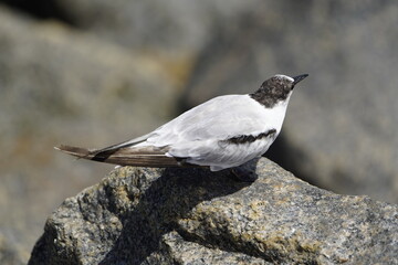 The white-fronted tern (Sterna striata), also known as tara, sea swallow,black-billed tern, kahawai bird, southern tern, or swallow tail, was first described by Johann Friedrich Gmelin in 1789. Brazil