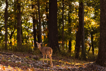 Deer in Autumn 