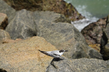 The white-fronted tern (Sterna striata), also known as tara, sea swallow,black-billed tern, kahawai...