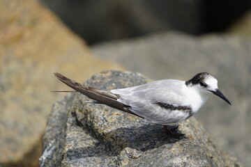 The white-fronted tern (Sterna striata), also known as tara, sea swallow,black-billed tern, kahawai bird, southern tern, or swallow tail, was first described by Johann Friedrich Gmelin in 1789. Brazil