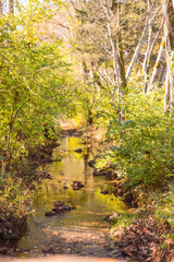 Water Stream in Nature