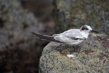 The white-fronted tern (Sterna striata), also known as tara, sea swallow,black-billed tern, kahawai...