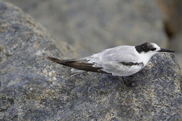 The white-fronted tern (Sterna striata), also known as tara, sea swallow,black-billed tern, kahawai...