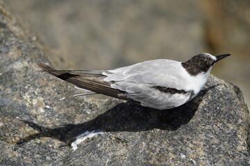 The white-fronted tern (Sterna striata), also known as tara, sea swallow,black-billed tern, kahawai...
