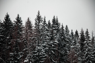 fir-frees at winter time