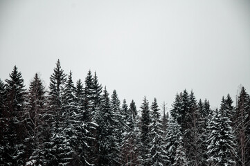 Trees in the forest at winter time