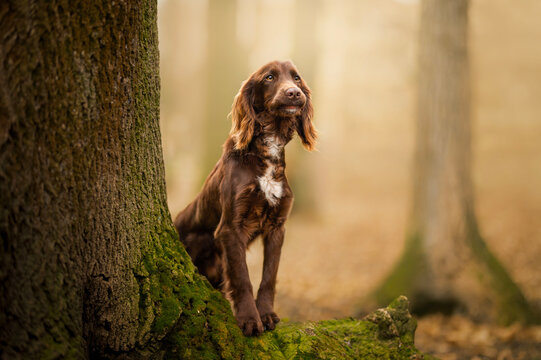 Portrait of a working cocker spaniel standing in the forest. Autumn period. image