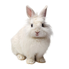 Obraz premium White fluffy rabbit on a transparent background.