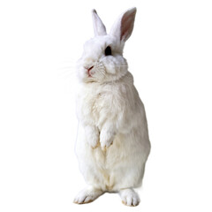 Obraz premium White rabbit standing on hind legs on a transparent background