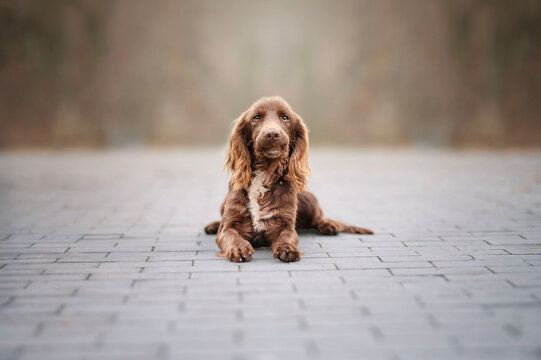 Urban portrait of a working cocker spaniel. The portrait was taken in autumn. Brown cocker spaniel